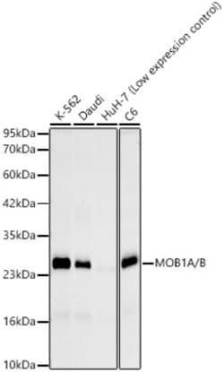 Invitrogen MOB1A/B Recombinant Rabbit Monoclonal Antibody (5B8X6) 100 &mu;L | Buy Online | Invitrogen&trade; | Fisher Scientific