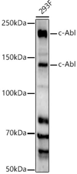 Invitrogen c-Abl Recombinant Rabbit Monoclonal Antibody (10M9P9) 100 &mu;L | Buy Online | Invitrogen&trade; | Fisher Scientific