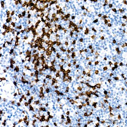 Invitrogen CD8 Recombinant Rabbit Monoclonal Antibody (6J9V10) 100 &mu;L;