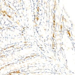 Invitrogen F4/80 Recombinant Rabbit Monoclonal Antibody (4J7L6) 100 &mu;L;