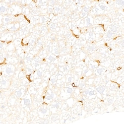 Invitrogen F4/80 Recombinant Rabbit Monoclonal Antibody (4J7L6) 100 &mu;L;