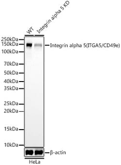 Invitrogen CD49e (Integrin alpha 5) Recombinant Rabbit Monoclonal Antibody