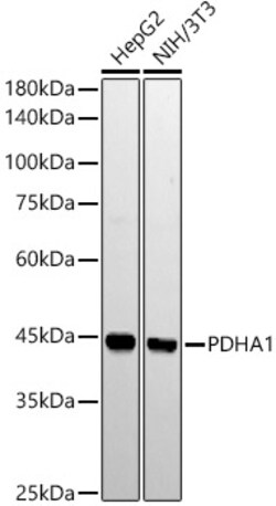 Invitrogen PDHA1 Recombinant Rabbit Monoclonal Antibody (5N5W8) 100 &mu;L;