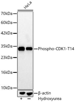 Invitrogen Phospho-CDK1 (Thr14) Recombinant Rabbit Monoclonal Antibody