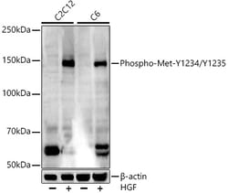 Invitrogen Phospho-c-Met (Tyr1234, Tyr1235) Recombinant Rabbit Monoclonal