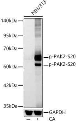 Invitrogen Phospho-PAK2 (Ser20) Recombinant Rabbit Monoclonal Antibody