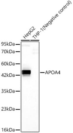Invitrogen Apolipoprotein A4 Recombinant Rabbit Monoclonal Antibody (3M5S4) 100 &mu;L | Buy Online | Invitrogen&trade; | Fisher Scientific
