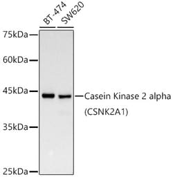 Invitrogen CK2 alpha-1 Recombinant Rabbit Monoclonal Antibody (2P3M7) 100