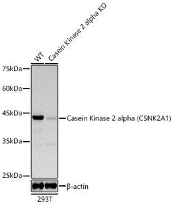 Invitrogen CK2 alpha-1 Recombinant Rabbit Monoclonal Antibody (2P3M7) 100