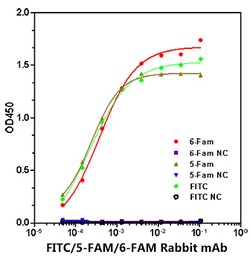 Invitrogen FITC/5-FAM/6-FAM Recombinant Rabbit Monoclonal Antibody (6R1B5)