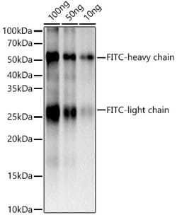 Invitrogen FITC/5-FAM/6-FAM Recombinant Rabbit Monoclonal Antibody (6R1B5)