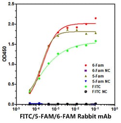 Invitrogen FITC/5-FAM/6-FAM Recombinant Rabbit Monoclonal Antibody (4L8R5)