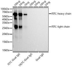 Invitrogen FITC/5-FAM/6-FAM Recombinant Rabbit Monoclonal Antibody (4L8R5)