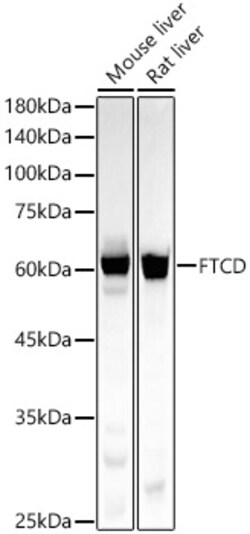 Invitrogen Golgi protein 58k Recombinant Rabbit Monoclonal Antibody (3X2O4)