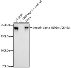 Invitrogen CD49a (Integrin alpha 1) Recombinant Rabbit Monoclonal Antibody