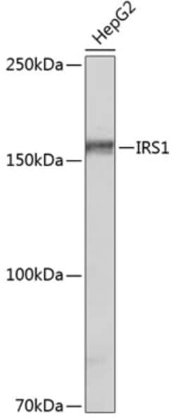 Invitrogen IRS1 Recombinant Rabbit Monoclonal Antibody (3Q8A2) 100 &mu;L | Buy Online | Invitrogen&trade; | Fisher Scientific