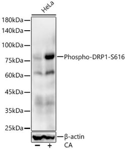 Invitrogen Phospho-DNM1L (Ser616) Recombinant Rabbit Monoclonal Antibody