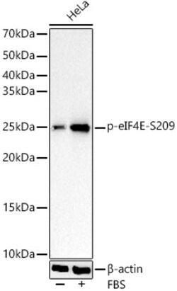 Invitrogen Phospho-eIF4E (Ser209) Recombinant Rabbit Monoclonal Antibody