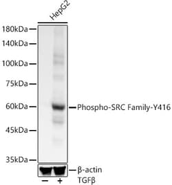 Invitrogen Phospho-SRC (Tyr416) Recombinant Rabbit Monoclonal Antibody (8W3U0) 100 &mu;L | Buy Online | Invitrogen&trade; | Fisher Scientific
