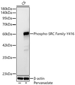 Invitrogen Phospho-SRC (Tyr416) Recombinant Rabbit Monoclonal Antibody (8W3U0) 100 &mu;L | Buy Online | Invitrogen&trade; | Fisher Scientific