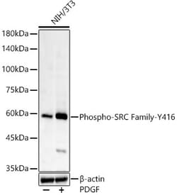 Invitrogen Phospho-SRC (Tyr416) Recombinant Rabbit Monoclonal Antibody (8W3U0) 100 &mu;L | Buy Online | Invitrogen&trade; | Fisher Scientific