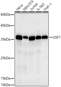 Invitrogen USF1 Recombinant Rabbit Monoclonal Antibody (6A0C9) 100 &mu;L;