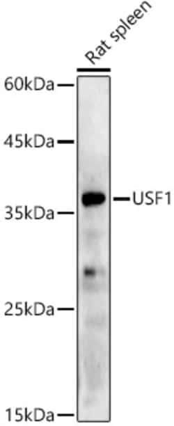 Invitrogen USF1 Recombinant Rabbit Monoclonal Antibody (6A0C9) 100 &mu;L;