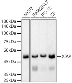 Invitrogen XIAP Recombinant Rabbit Monoclonal Antibody (8T2X5) 100 &mu;L;