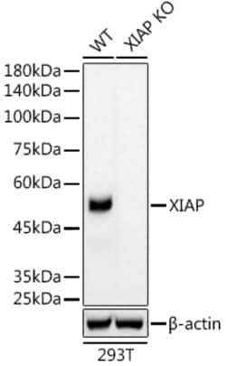 Invitrogen XIAP Recombinant Rabbit Monoclonal Antibody (8T2X5) 100 &mu;L;