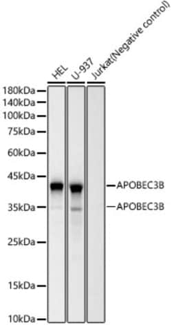 Invitrogen APOBEC3B Recombinant Rabbit Monoclonal Antibody (1M8K2) 100