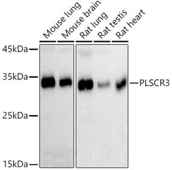Invitrogen PLSCR3 Recombinant Rabbit Monoclonal Antibody (4V2P5) 100 &mu;L | Buy Online | Invitrogen&trade; | Fisher Scientific