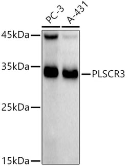 Invitrogen PLSCR3 Recombinant Rabbit Monoclonal Antibody (4V2P5) 100 &mu;L | Buy Online | Invitrogen&trade; | Fisher Scientific