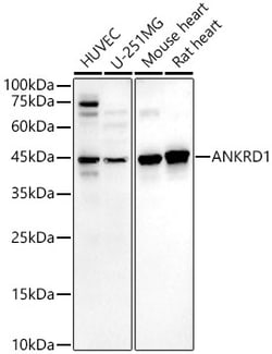 Invitrogen CARP Recombinant Rabbit Monoclonal Antibody (2S10L8) 100 &mu;L;
