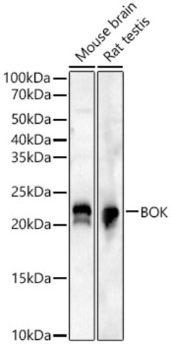 Invitrogen BOK Recombinant Rabbit Monoclonal Antibody (6W4R6) 100 &mu;L;