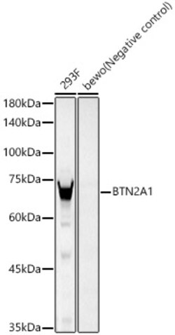 Invitrogen BTN2A1 Recombinant Rabbit Monoclonal Antibody (3S8U0) 100 &mu;L;