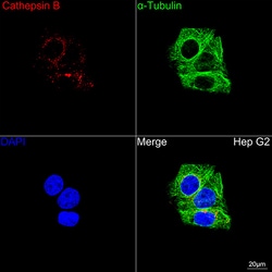 Invitrogen Cathepsin B Recombinant Rabbit Monoclonal Antibody (3X1D6) 100 &mu;L | Buy Online | Invitrogen&trade; | Fisher Scientific