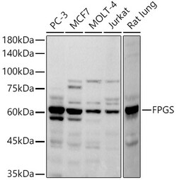 Invitrogen FPGS Recombinant Rabbit Monoclonal Antibody (7E2H1) 100 &mu;L;