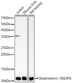 Invitrogen GLRX Recombinant Rabbit Monoclonal Antibody (3N3Y7) 100 &mu;L | Buy Online | Invitrogen&trade; | Fisher Scientific