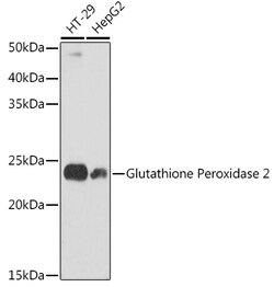 Invitrogen™ GPX2 Recombinant Rabbit Monoclonal Antibody (1X5K1)