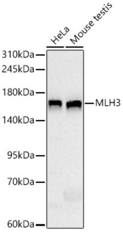 Invitrogen MLH3 Recombinant Rabbit Monoclonal Antibody (6H7J5) 100 &mu;L;