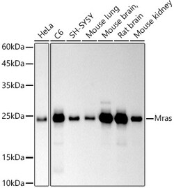 Invitrogen MRAS Recombinant Rabbit Monoclonal Antibody (3F6Q10) 100 &mu;L | Buy Online | Invitrogen&trade; | Fisher Scientific