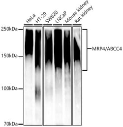 Invitrogen MRP4 Recombinant Rabbit Monoclonal Antibody (9W2S0) 100 &mu;L;