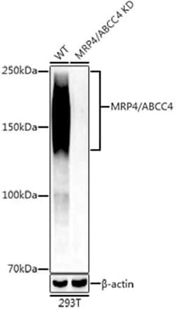 Invitrogen MRP4 Recombinant Rabbit Monoclonal Antibody (9W2S0) 100 &mu;L;