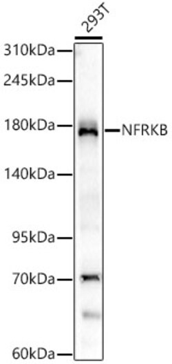 Invitrogen NFRKB Recombinant Rabbit Monoclonal Antibody (4N8H3) 100 &mu;L;