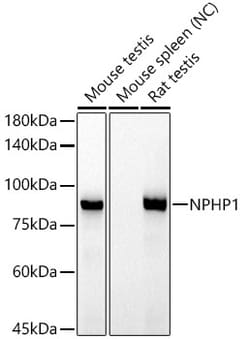 Invitrogen NPHP1 Recombinant Rabbit Monoclonal Antibody (6T10Z4) 100 &mu;L;