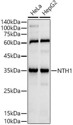 Invitrogen NTHL1 Recombinant Rabbit Monoclonal Antibody (8P6Z4) 100 &mu;L;