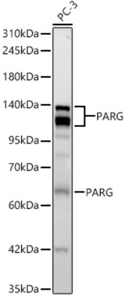 Invitrogen™ PARG Recombinant Rabbit Monoclonal Antibody (2B7M9)