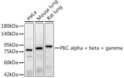 Invitrogen&trade;&nbsp;PKC alpha/beta/gamma Recombinant Rabbit Monoclonal Antibody (9O5J1)