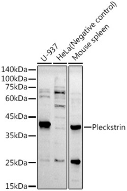 Invitrogen™ Pleckstrin Recombinant Rabbit Monoclonal Antibody (4W2K3)