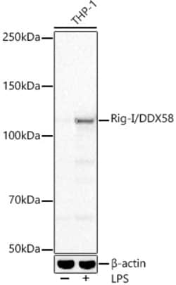 Invitrogen RIG-I Recombinant Rabbit Monoclonal Antibody (2J8D5) 100 &mu;L;